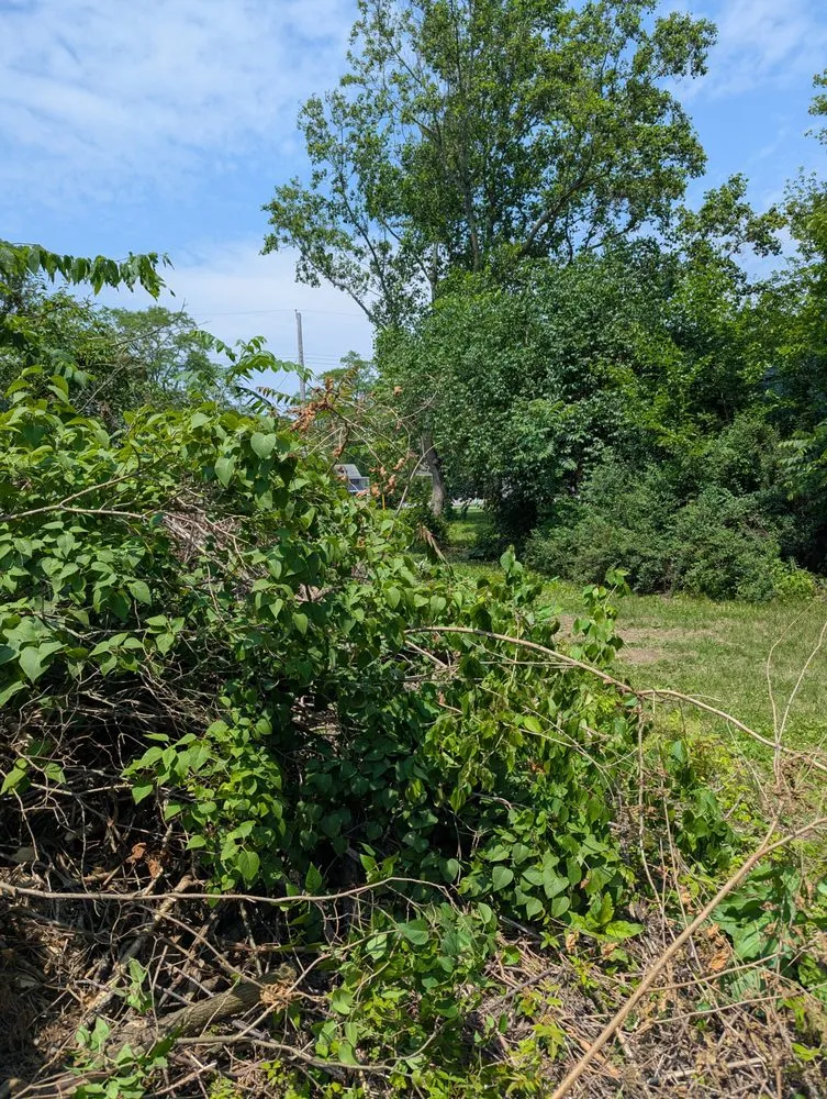 Professional landscape design in Monticello, IN - Ant N Ems