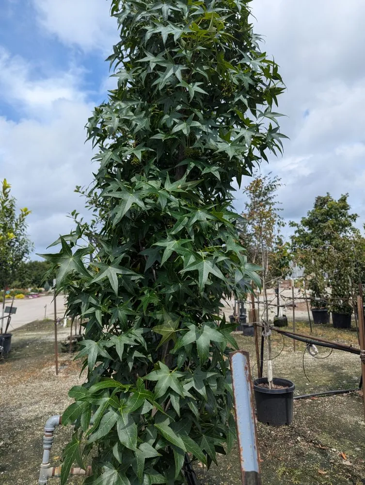 Local landscaping services in Monticello, IN by Ant N Ems