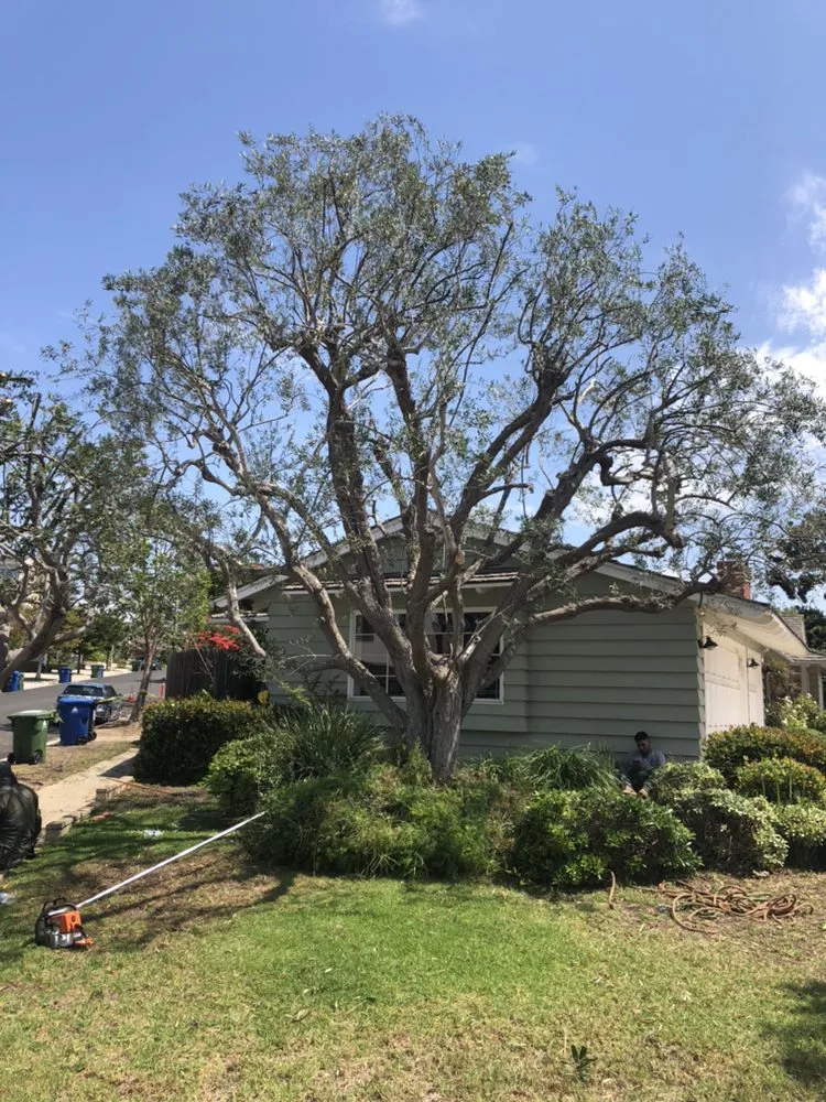 Professional outdoor landscaping in Hawthorne, CA - Anthony & Son Landscaping
