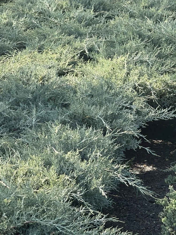 Expert yard maintenance for homes in Commack, NY by Anthony Costanza Landscaping