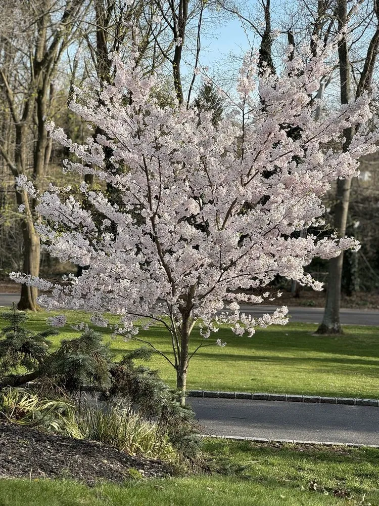 Local lawn care service in Commack, NY - Anthony Costanza Landscaping