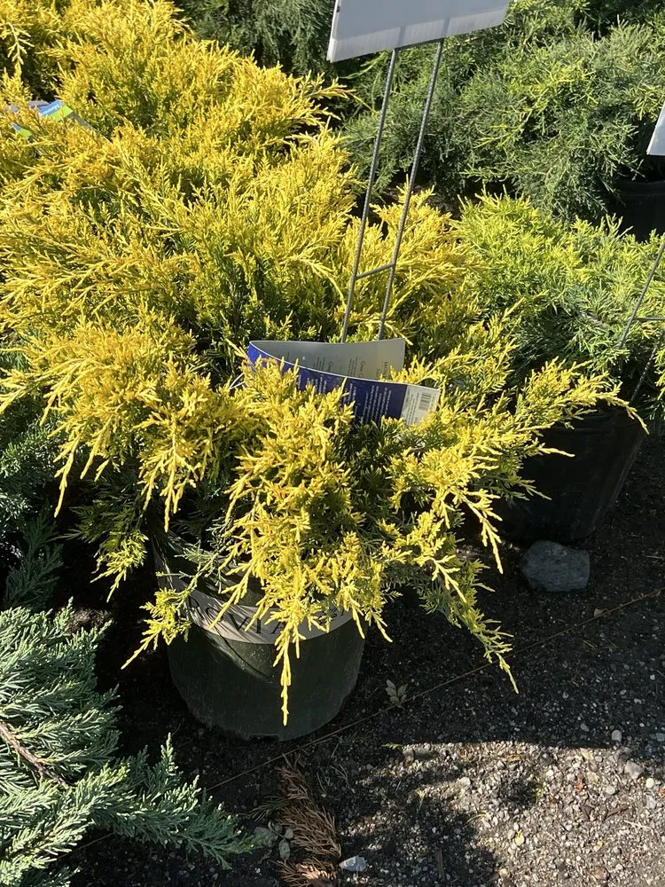 Trusted yard maintenance in Commack, NY by Anthony Costanza Landscaping