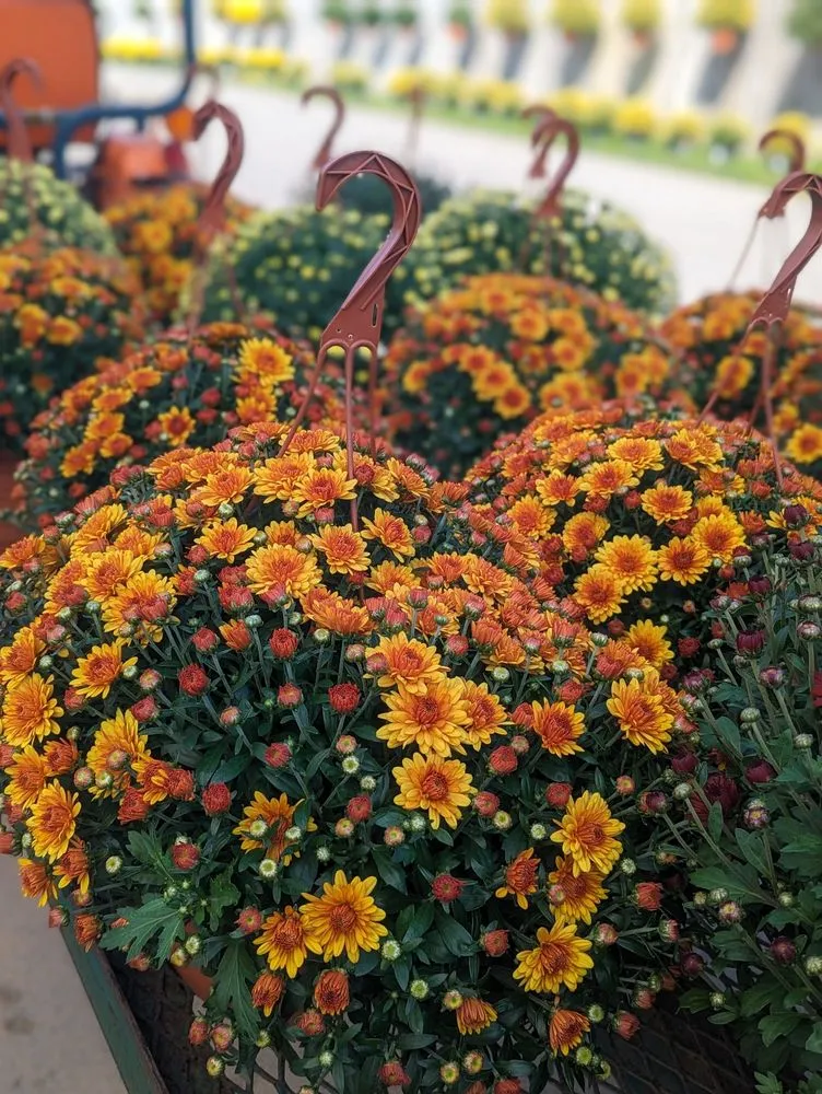 Trusted yard maintenance in Elbridge, NY - Anthony Demarco & Sons