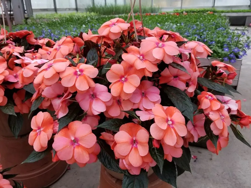 Expert garden landscaping in Elbridge, NY by Anthony Demarco & Sons