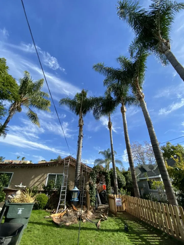 Trusted lawn care service in Pasadena, CA by Anthony gardens service