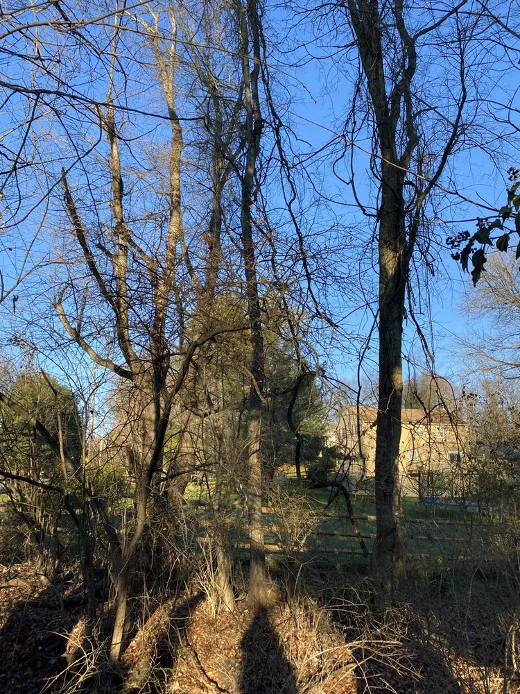 Professional landscape installation in Clifton Heights, PA - Anthony Landscaping & Tree Service