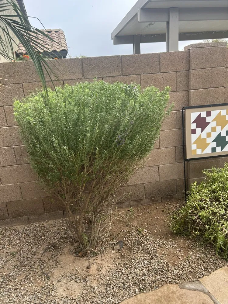 Top-rated residential landscaping in Queen Creek, AZ - Anthony Landscaping