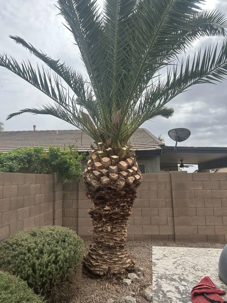 Trusted outdoor landscaping for homes across Queen Creek, AZ - Anthony Landscaping