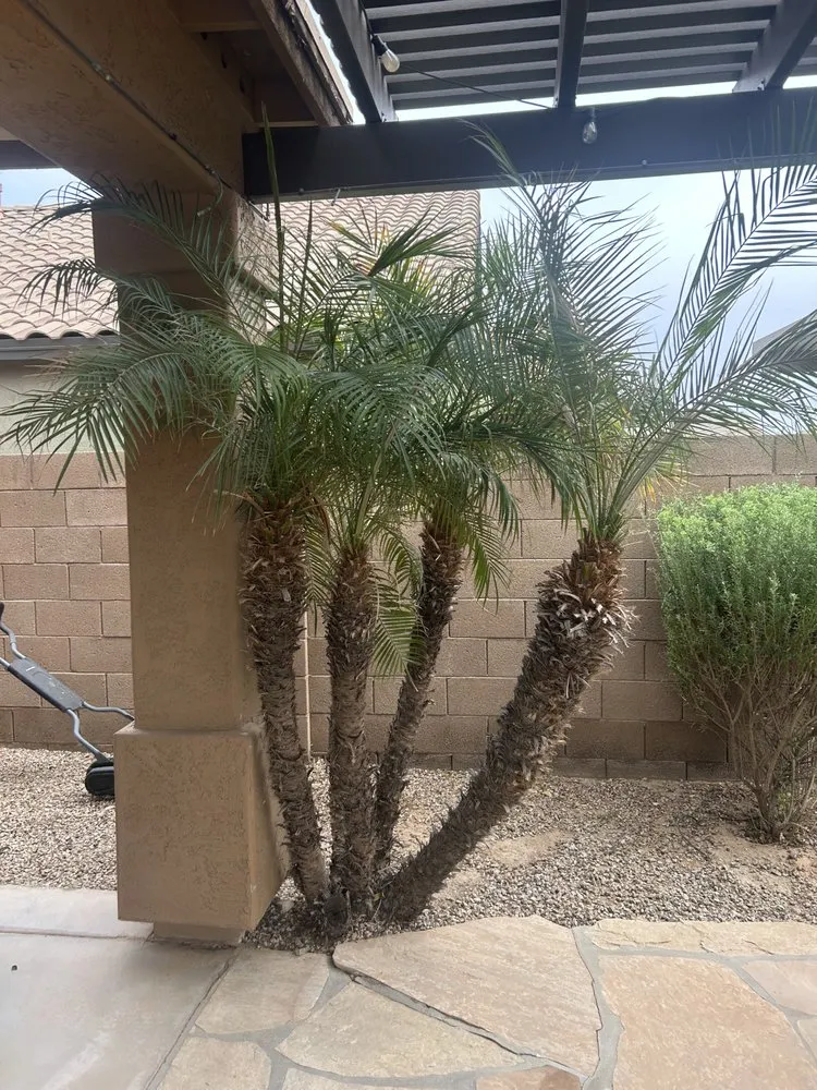 Top-rated yard maintenance for beautiful yards in Queen Creek, AZ by Anthony Landscaping
