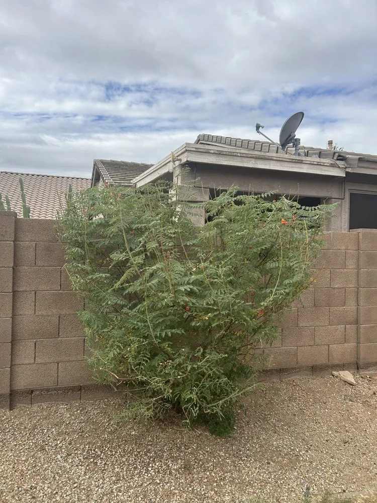 Reliable residential landscaping in Queen Creek, AZ - Anthony Landscaping