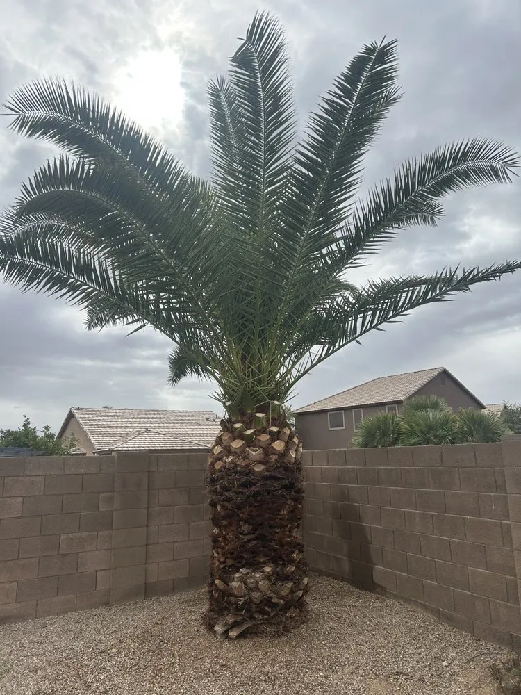 Trusted landscape design for beautiful yards across Queen Creek, AZ - Anthony Landscaping