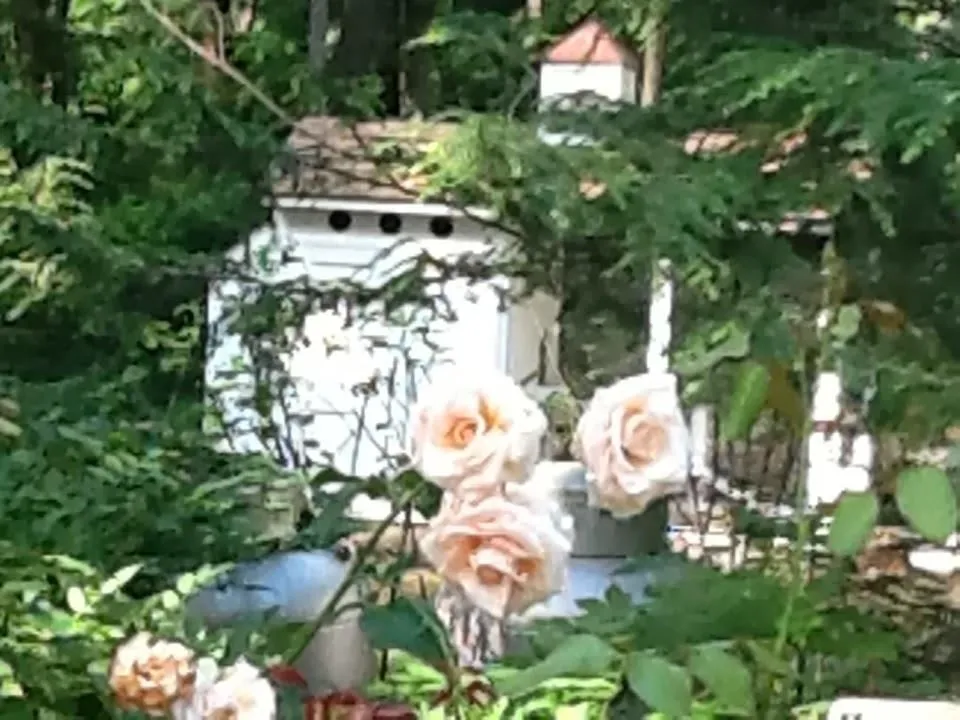 Affordable lawn mowing service for homes in New Hope, PA by Anthony Soule Landscape Design