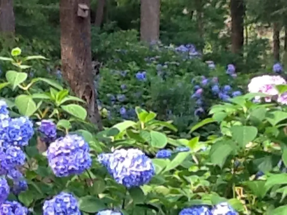 Top-rated landscape design experts serving New Hope, PA - Anthony Soule Landscape Design