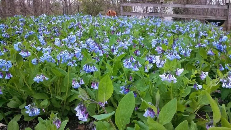 Local yard cleanup service experts serving New Hope, PA - Anthony Soule Landscape Design