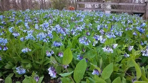 Top-rated residential landscaping for outdoor upgrades across New Hope, PA - Anthony Soule Landscape Design