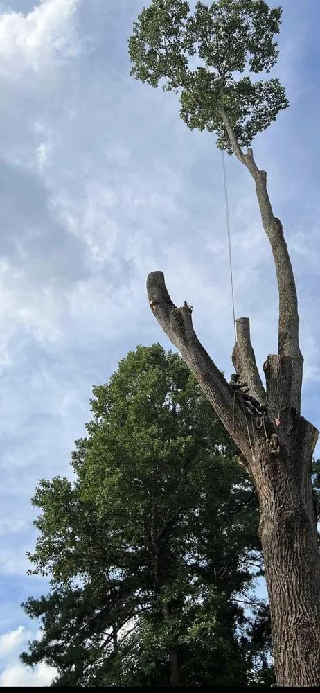 Reliable residential landscaping experts serving Emerson, GA - Anthony tree service