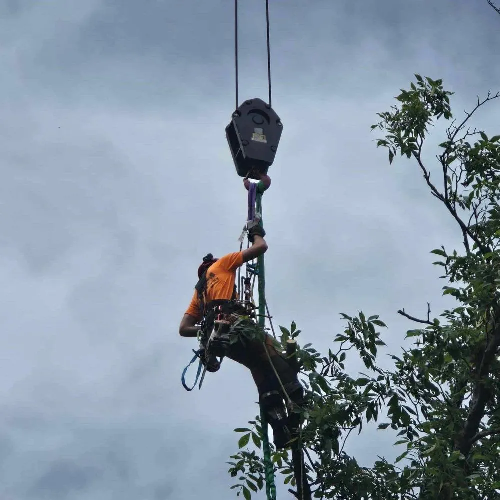 Top-rated lawn care service for year-round maintenance across Reading, PA - Anthonys Arbor Care