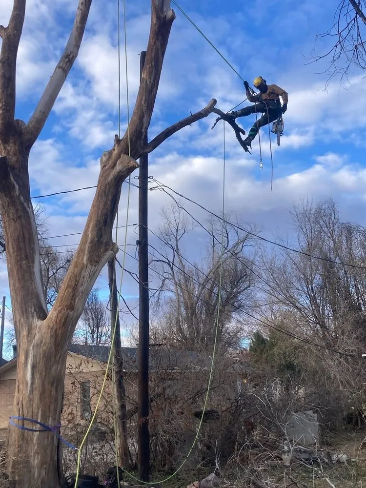 Custom landscaping services for beautiful yards across Reading, PA - Anthonys Arbor Care