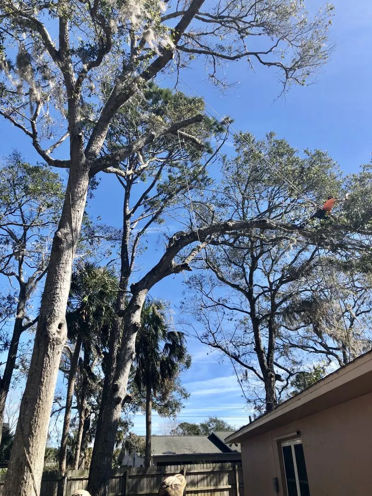 Affordable yard cleanup service experts serving Flagler Beach, FL - Anthony's Bobcat & Tree Service