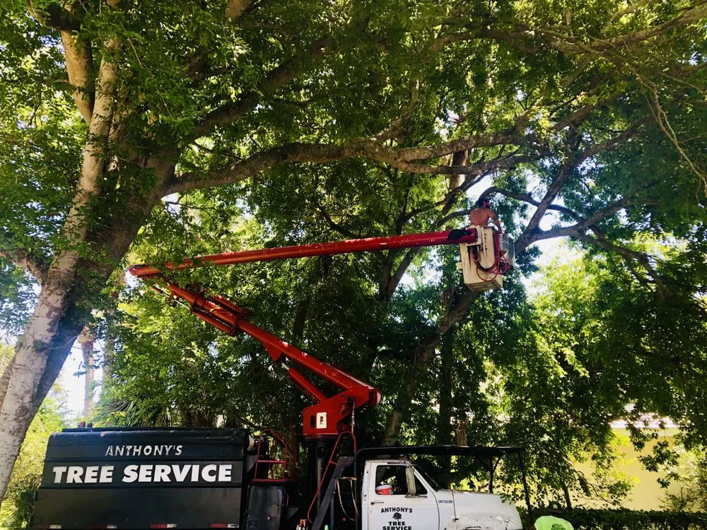 Trusted yard maintenance near you in Flagler Beach, FL by Anthony's Bobcat & Tree Service