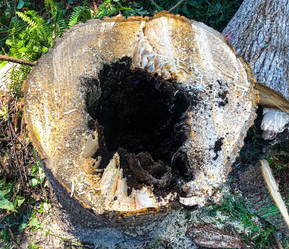 Top-rated residential landscaping with custom design in Flagler Beach, FL by Anthony's Bobcat & Tree Service