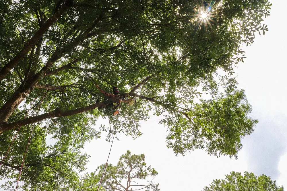Affordable lawn care service for beautiful yards across Flagler Beach, FL - Anthony's Bobcat & Tree Service