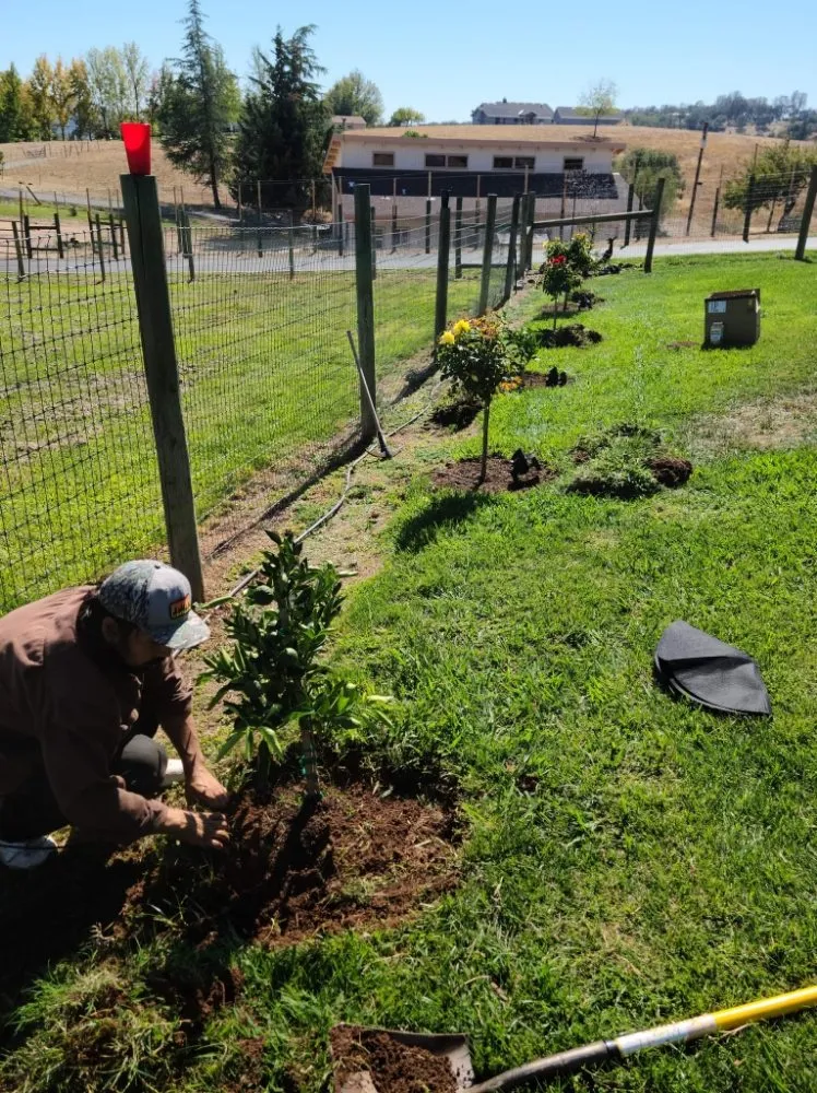 Reliable yard cleanup service in Auburn, CA - Anthony's Gutter Cleaning & More