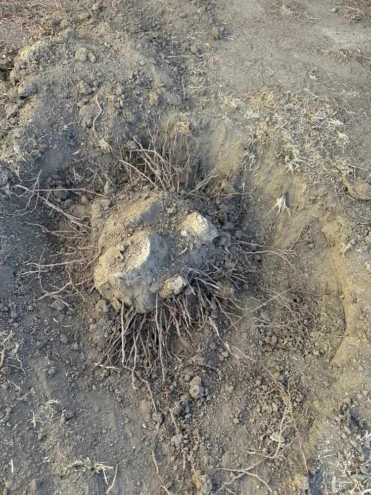 Top-rated residential landscaping experts serving Spring Valley, CA - Anthonys landcaping and hauling services