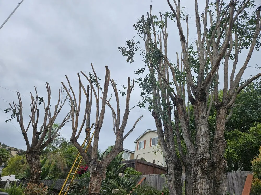 Top-rated lawn care service for homes across Spring Valley, CA - Anthonys landcaping and hauling services