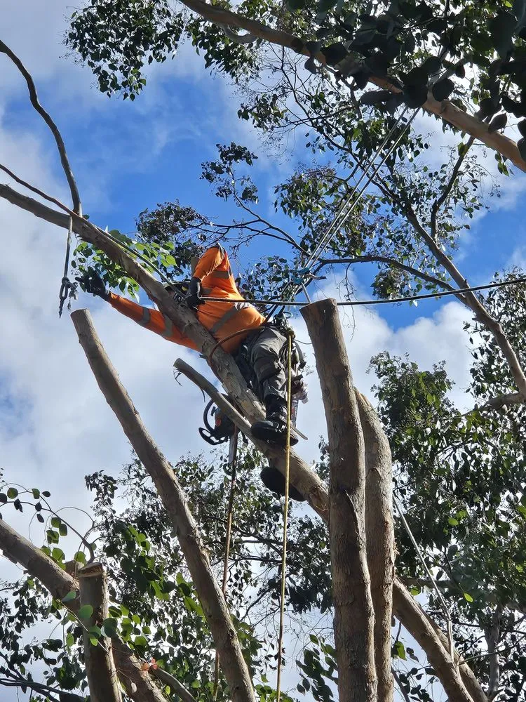 Trusted lawn care service with custom design across Spring Valley, CA - Anthonys landcaping and hauling services