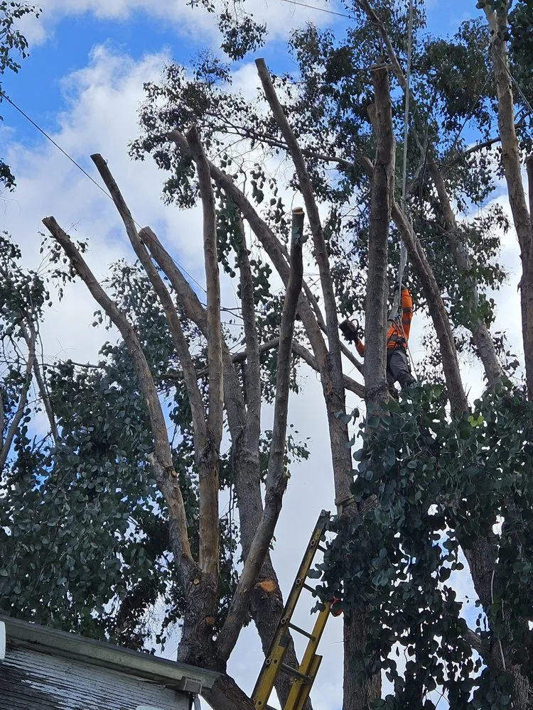 Expert landscape design in Spring Valley, CA - Anthonys landcaping and hauling services