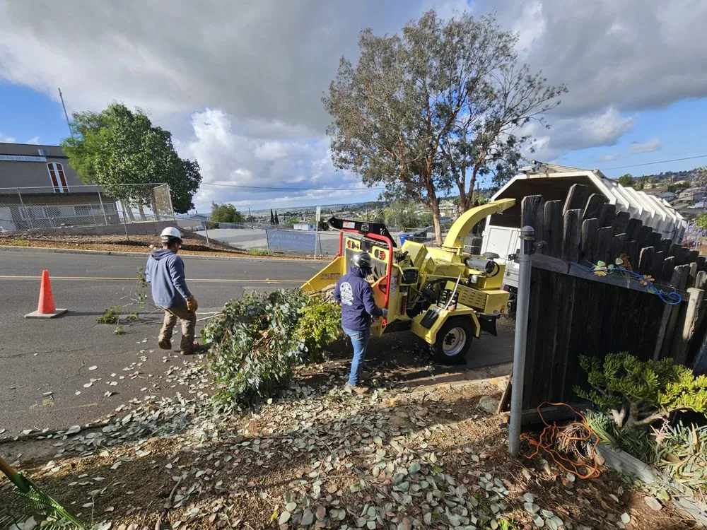 Expert yard maintenance in Spring Valley, CA - Anthonys landcaping and hauling services