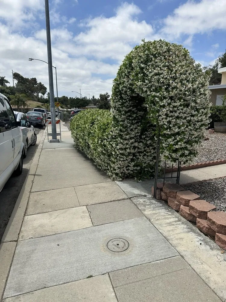 Expert lawn care service in Spring Valley, CA - Anthonys landcaping and hauling services