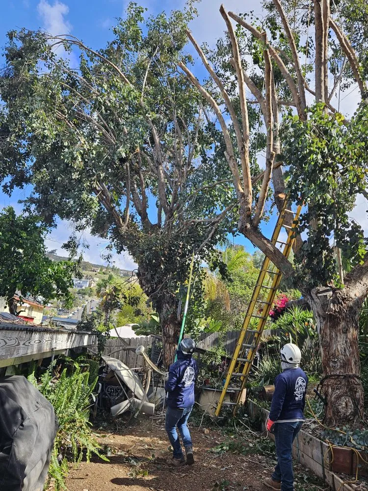 Trusted residential landscaping for residential properties across Spring Valley, CA - Anthonys landcaping and hauling services