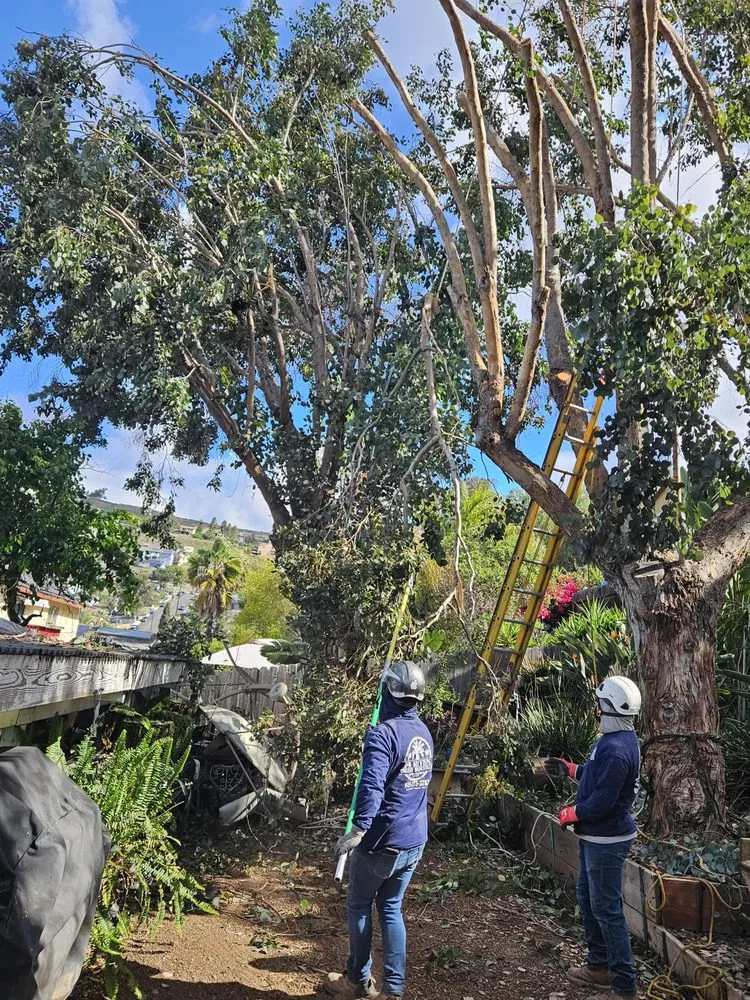 Custom lawn care service for beautiful yards in Spring Valley, CA by Anthonys landcaping and hauling services