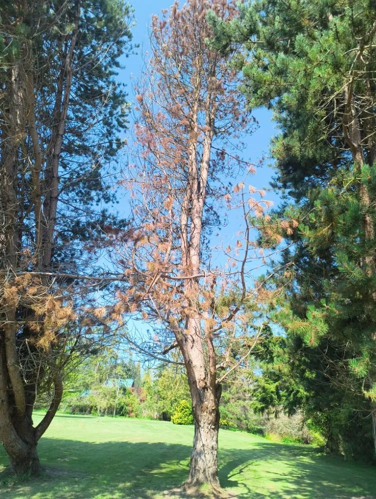 Top-rated lawn mowing service for beautiful yards across Sequim, WA - Anthony's Pnw Services