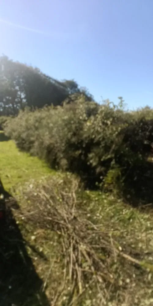 Local landscape design for year-round maintenance across Sequim, WA - Anthony's Pnw Services