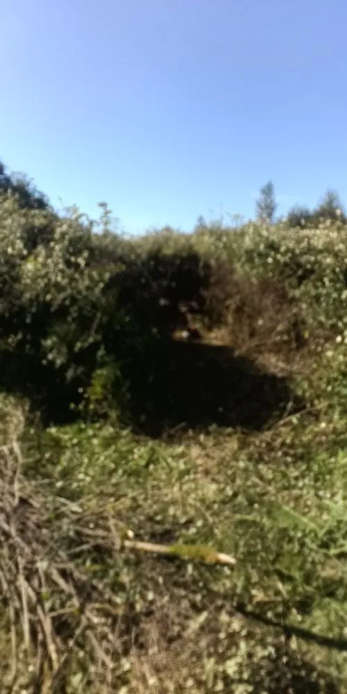 Professional landscape installation experts serving Sequim, WA - Anthony's Pnw Services