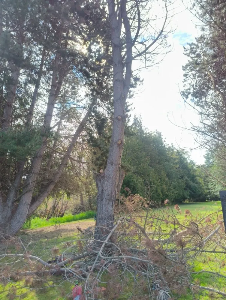 Custom landscaping services for residential properties across Sequim, WA - Anthony's Pnw Services