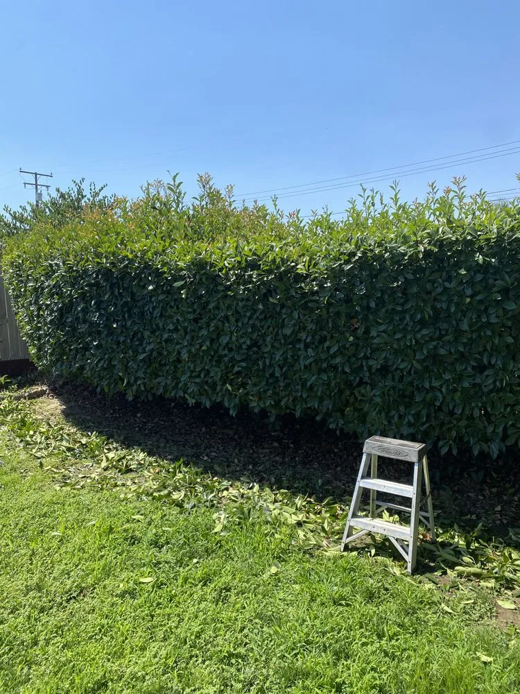 Top-rated yard cleanup service with custom design across Visalia, CA - Anthonys Pro-Maintenance