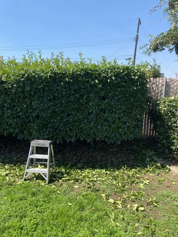 Affordable lawn care service in Visalia, CA by Anthonys Pro-Maintenance