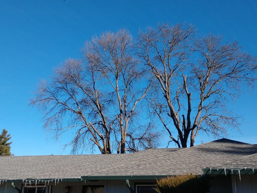 Reliable yard cleanup service experts serving Lucerne, CA - Anthony's Property Restoration and Tree service