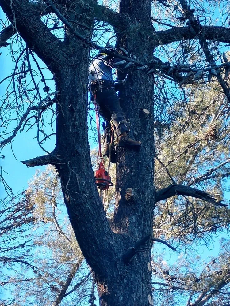 Custom yard maintenance experts serving Lucerne, CA - Anthony's Property Restoration and Tree service