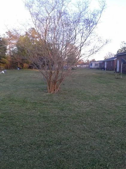 Trusted yard cleanup service in New Bern, NC - Anthony's Towing and Lawn Services