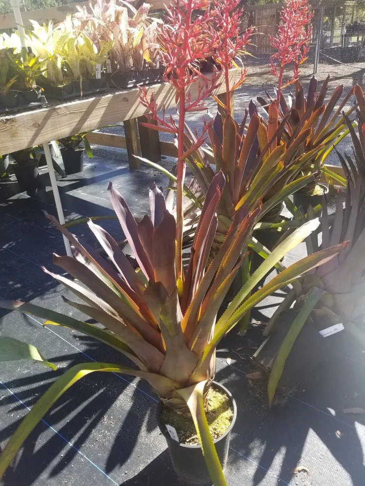 Top-rated garden landscaping in Fort Pierce, FL by Anthonys Tree Company