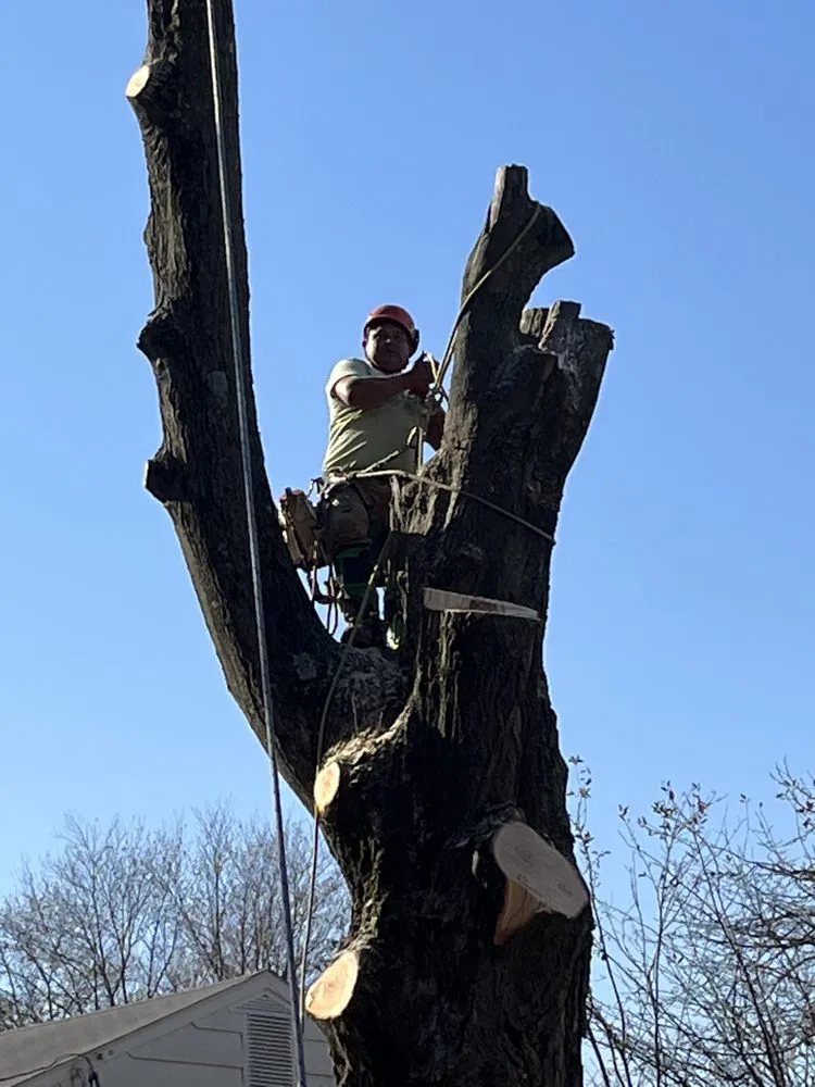 Trusted yard maintenance in New Haven, CT - Anthony’s Tree Service And Landscaping