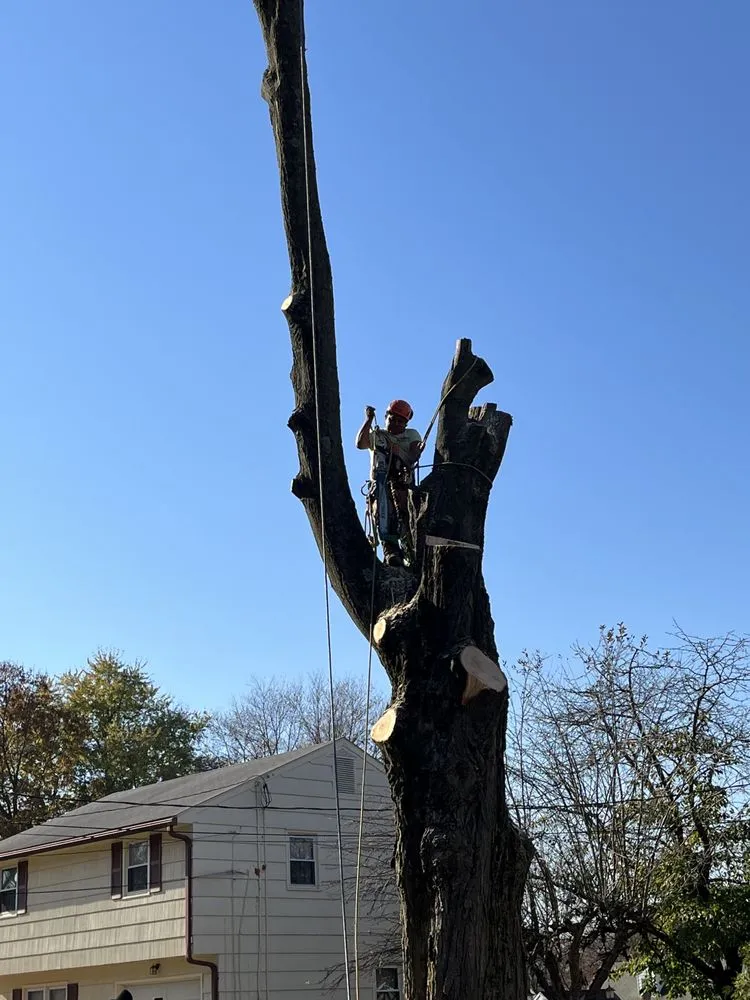 Professional lawn care service for year-round maintenance across New Haven, CT - Anthony’s Tree Service And Landscaping