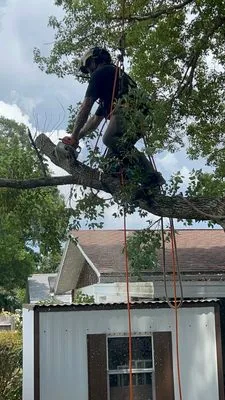 Anthony’s Trees and Lawn Landscaping Logo