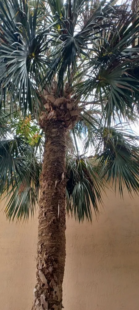 Custom landscaping services in Lake Worth Beach, FL - Anthonyscape