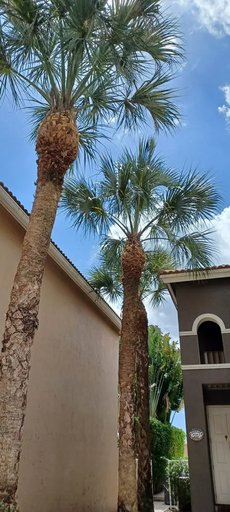 Professional yard cleanup service experts serving Lake Worth Beach, FL - Anthonyscape